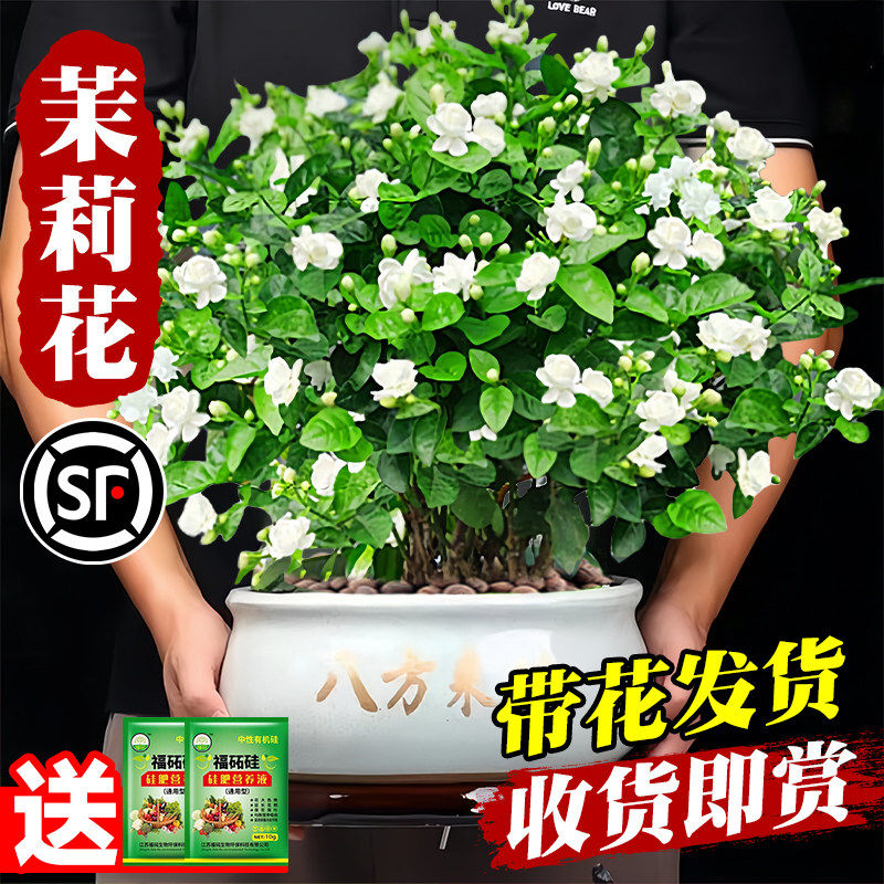 新疆西藏包邮茉莉花苗盆