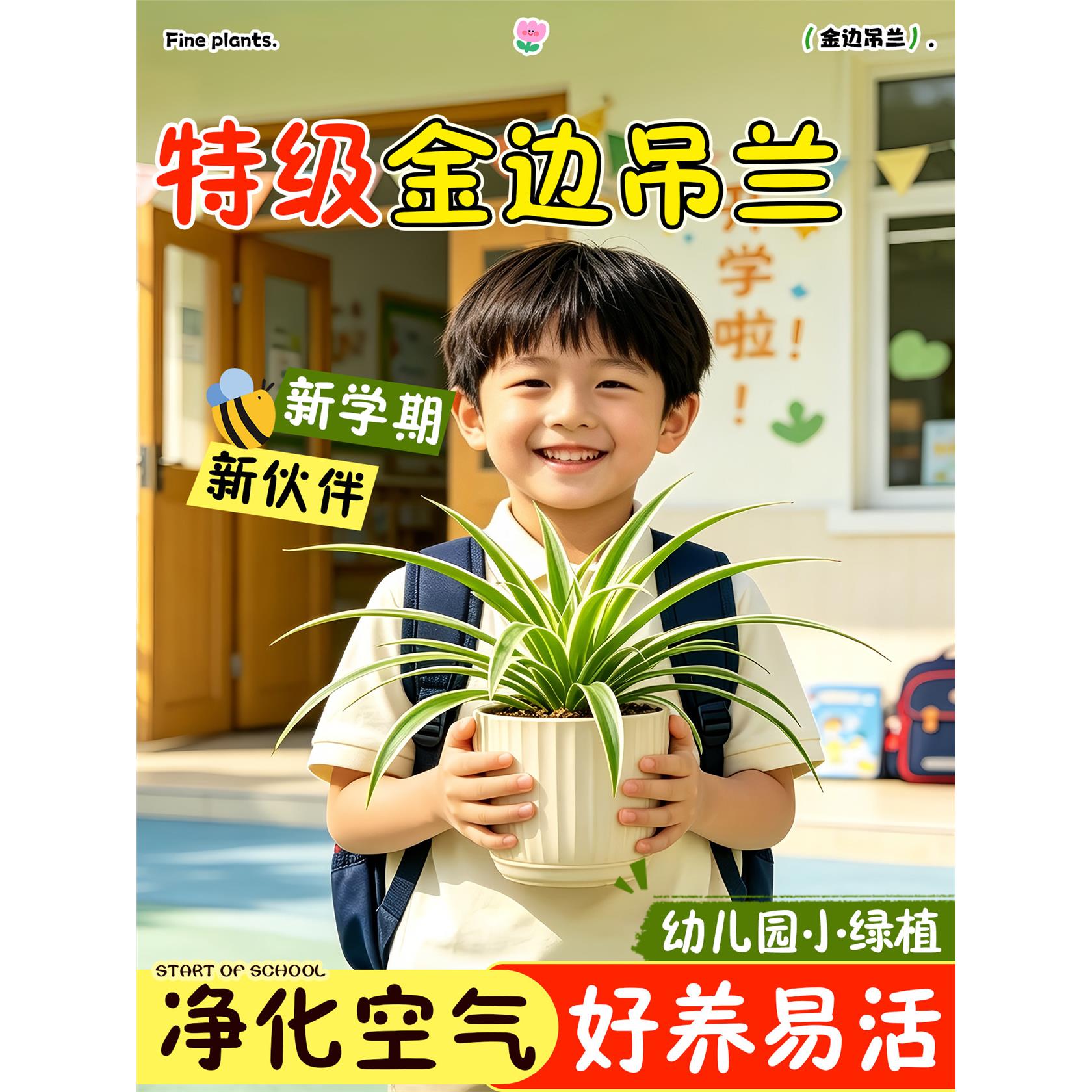 新疆西藏包邮金边吊兰盆