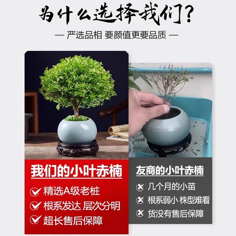 新疆包邮室内小叶赤楠盆