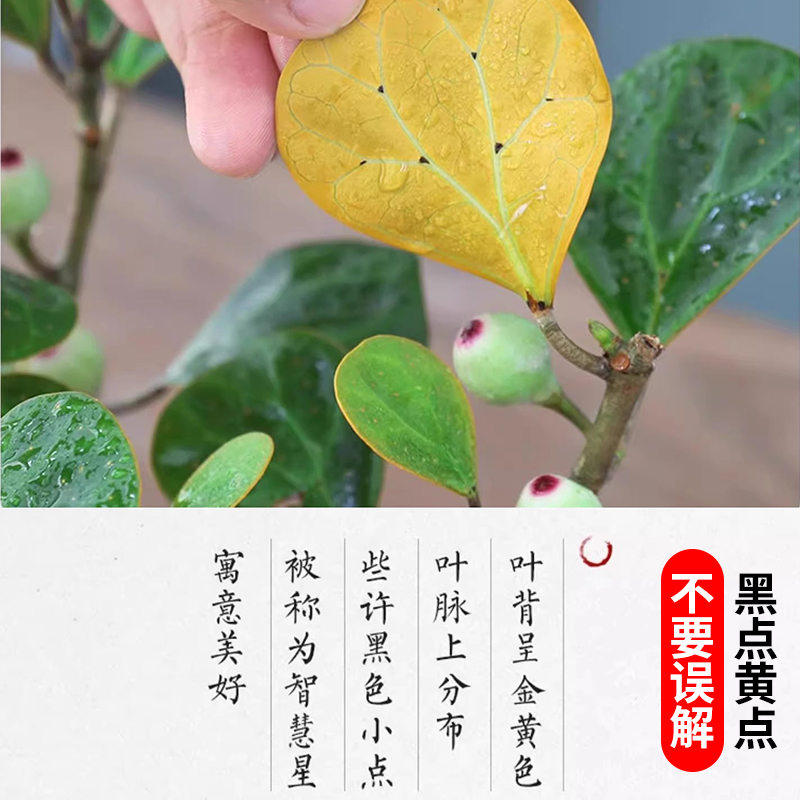 新疆包邮小盼菩提绿植盆图片