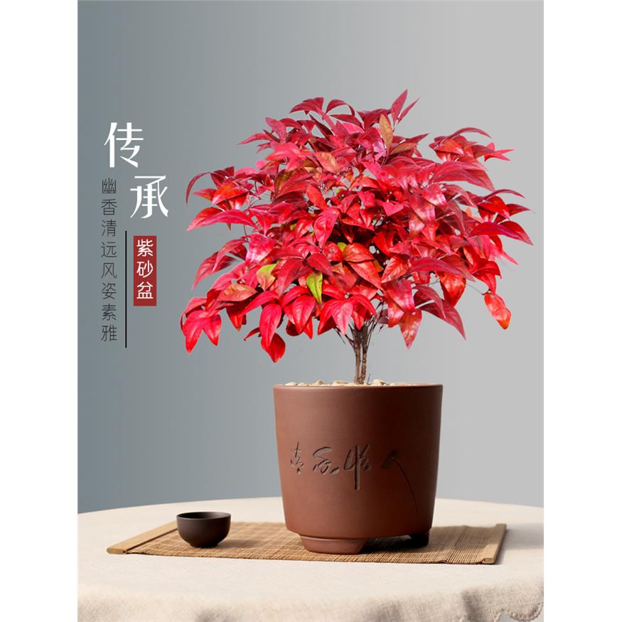 新疆包邮红叶南天竹盆景
