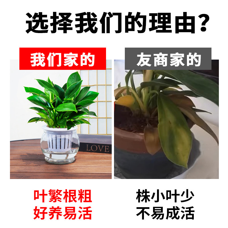 新疆包邮大叶金钻盆栽绿