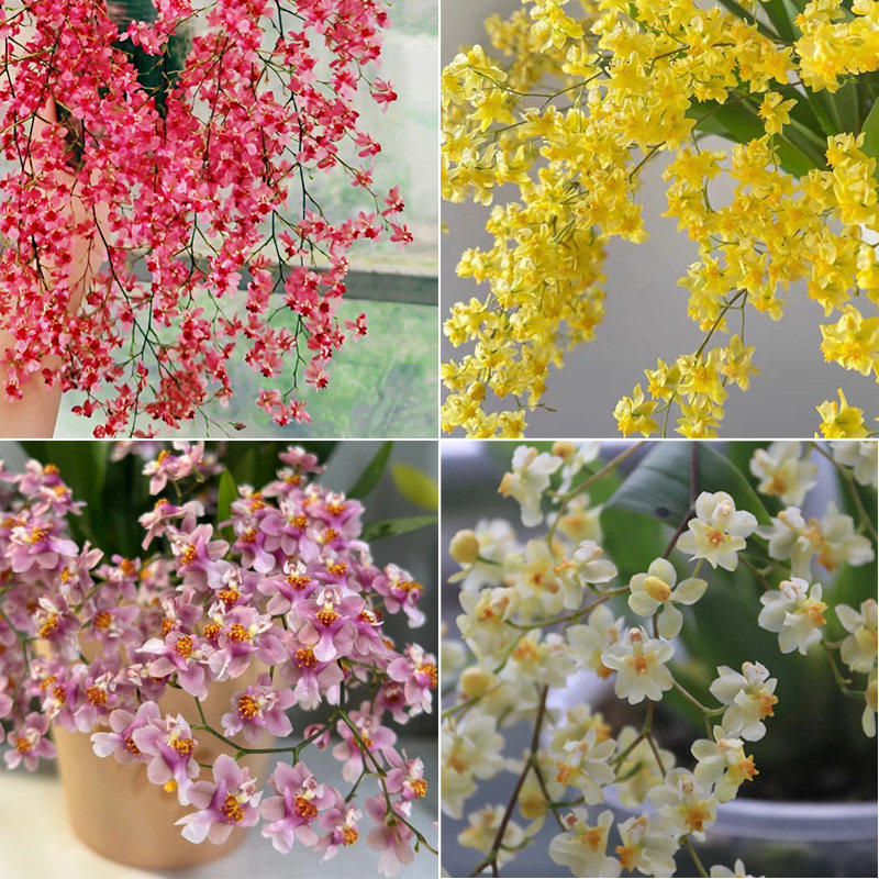 新疆包邮【10支花剑】梦