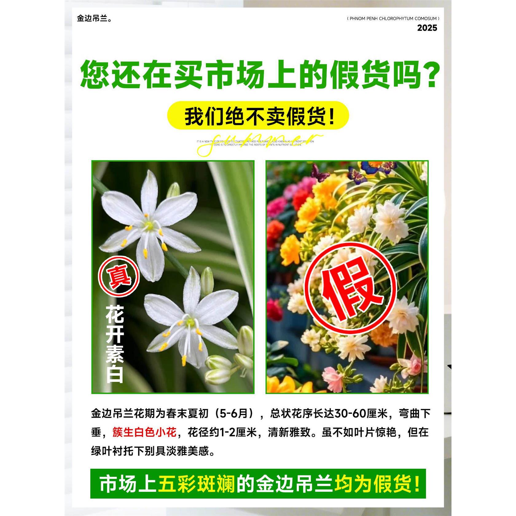 新疆包邮金边吊兰盆栽室