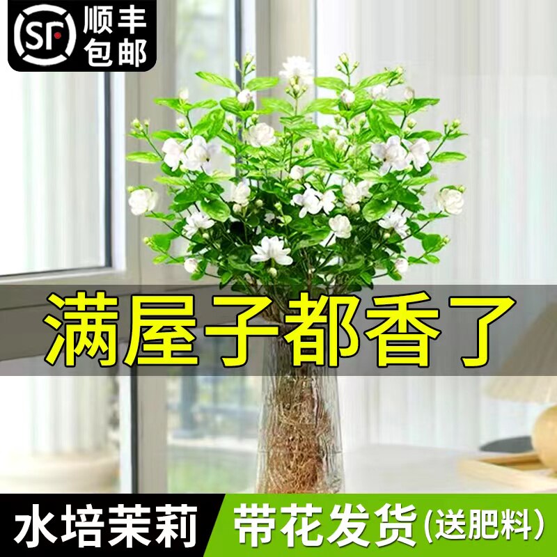 新疆包邮茉莉花水培植物盆栽苗室内办公桌水养懒人鲜花绿植四季好