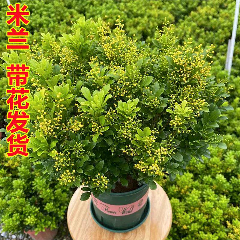 新疆西藏包邮香水米兰花