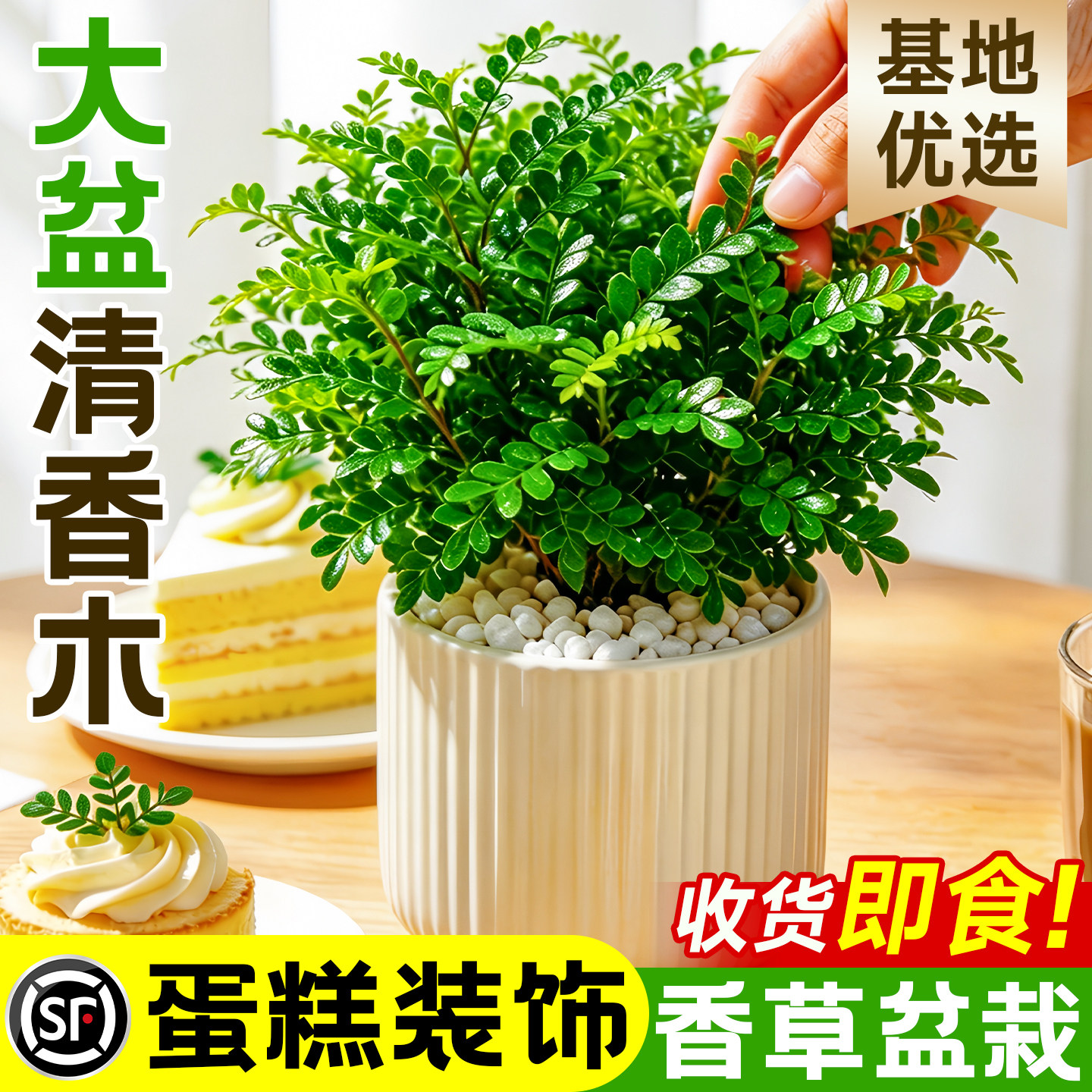 新疆西藏包邮正宗清香木