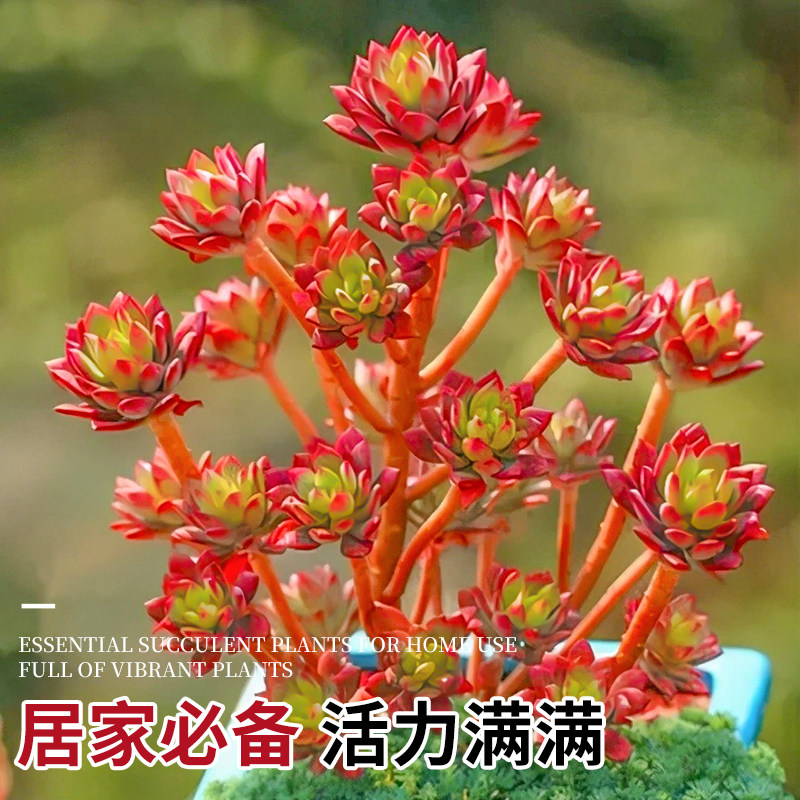 新疆西藏包邮多肉植物室