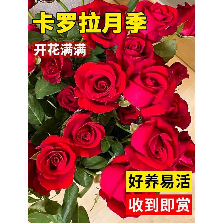 新疆包邮卡罗拉玫瑰花特