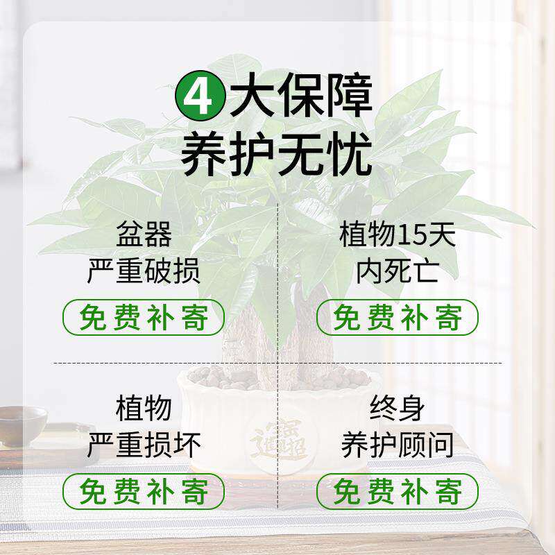 新疆包邮发财树盆栽室内