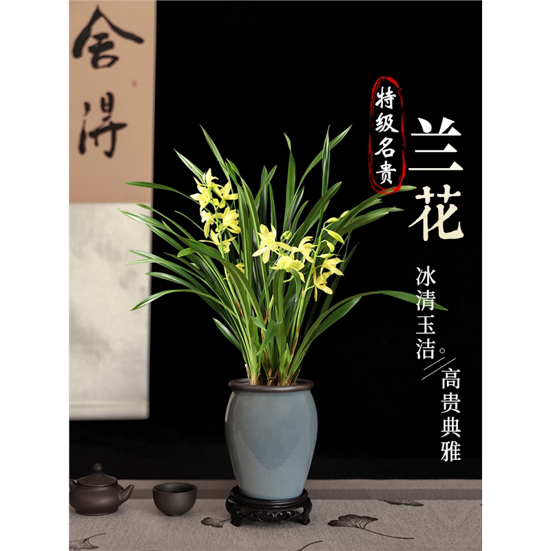 新疆包邮兰花盆栽带花苞