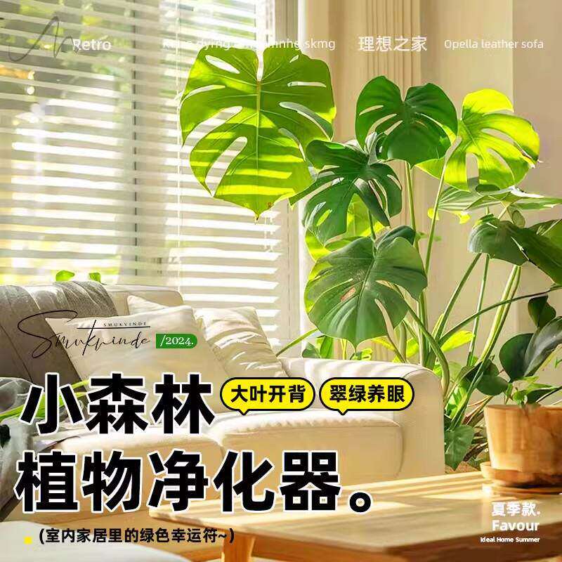 新疆包邮龟背竹客厅大盆