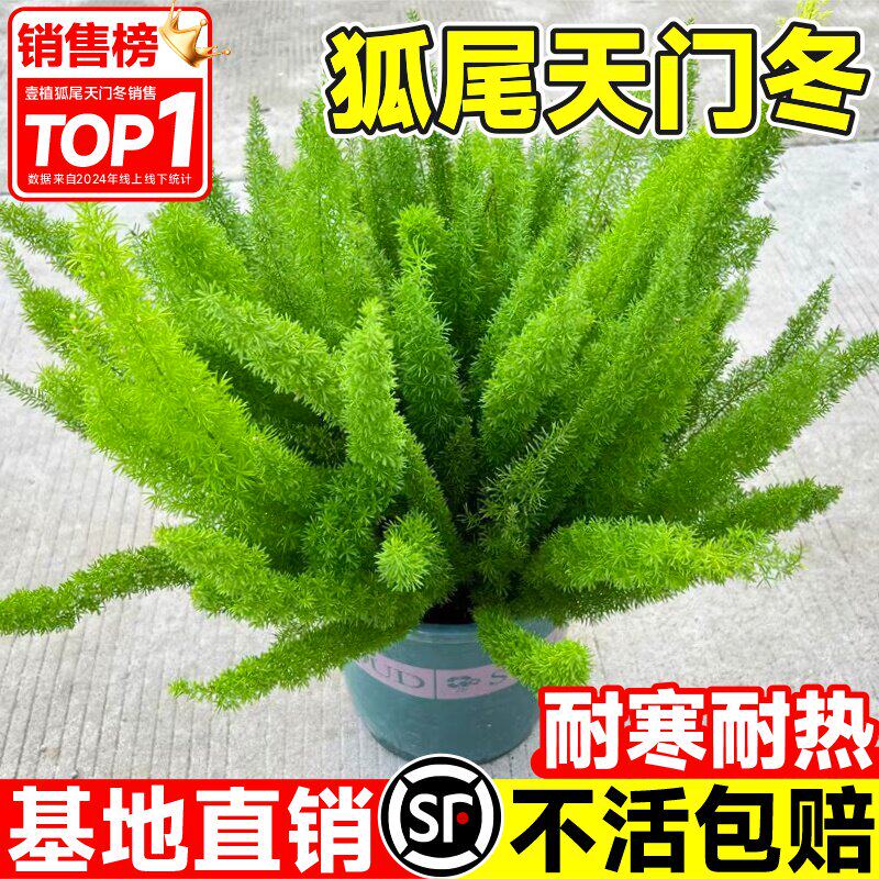 新疆包邮狐尾天门冬盆栽