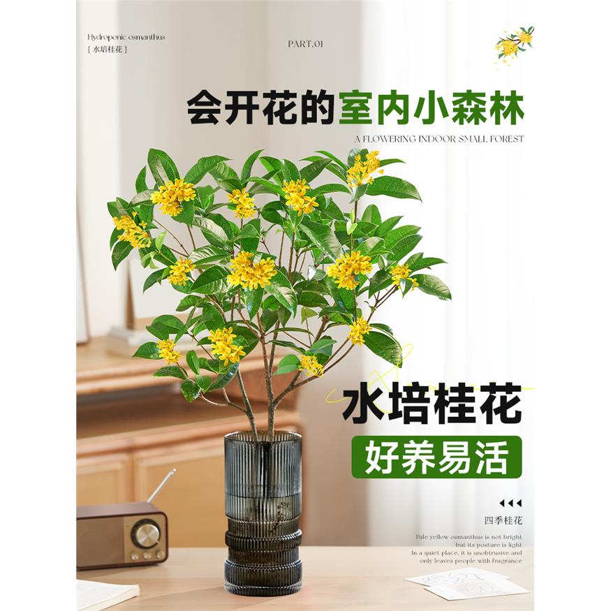 新疆西藏包邮水培四季桂