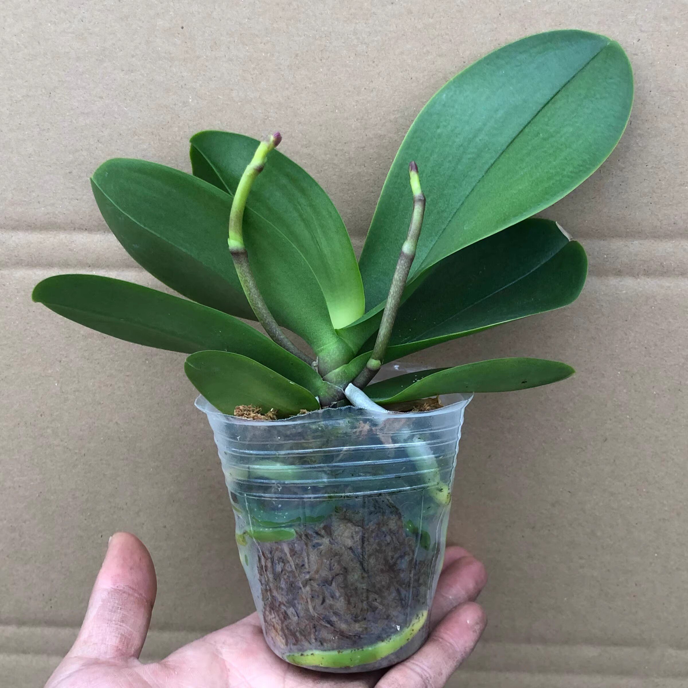 新疆包邮双花剑蝴蝶兰盆