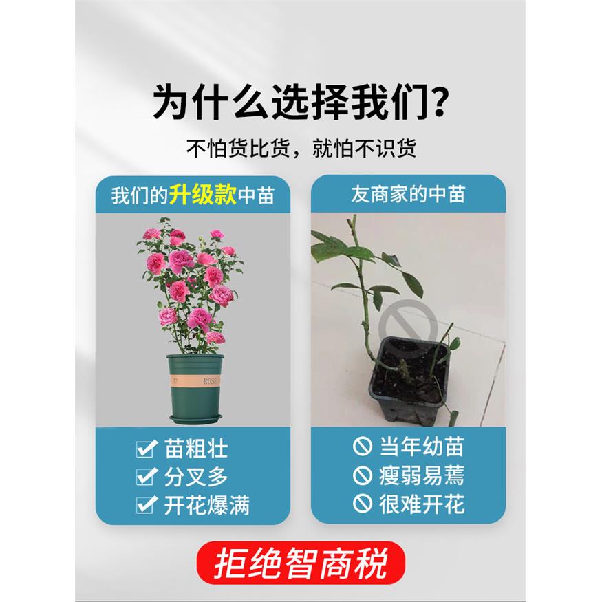 新疆包邮蔷薇花苗藤本月