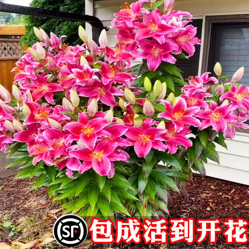 新疆包邮进口香水百合花