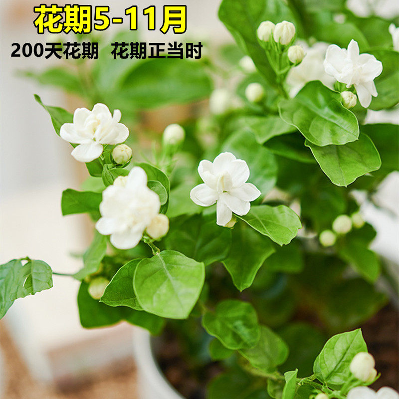 新疆包邮茉莉花苗盆栽带花苞九里香老桩驱蚊水培栀子花卉绿植物室