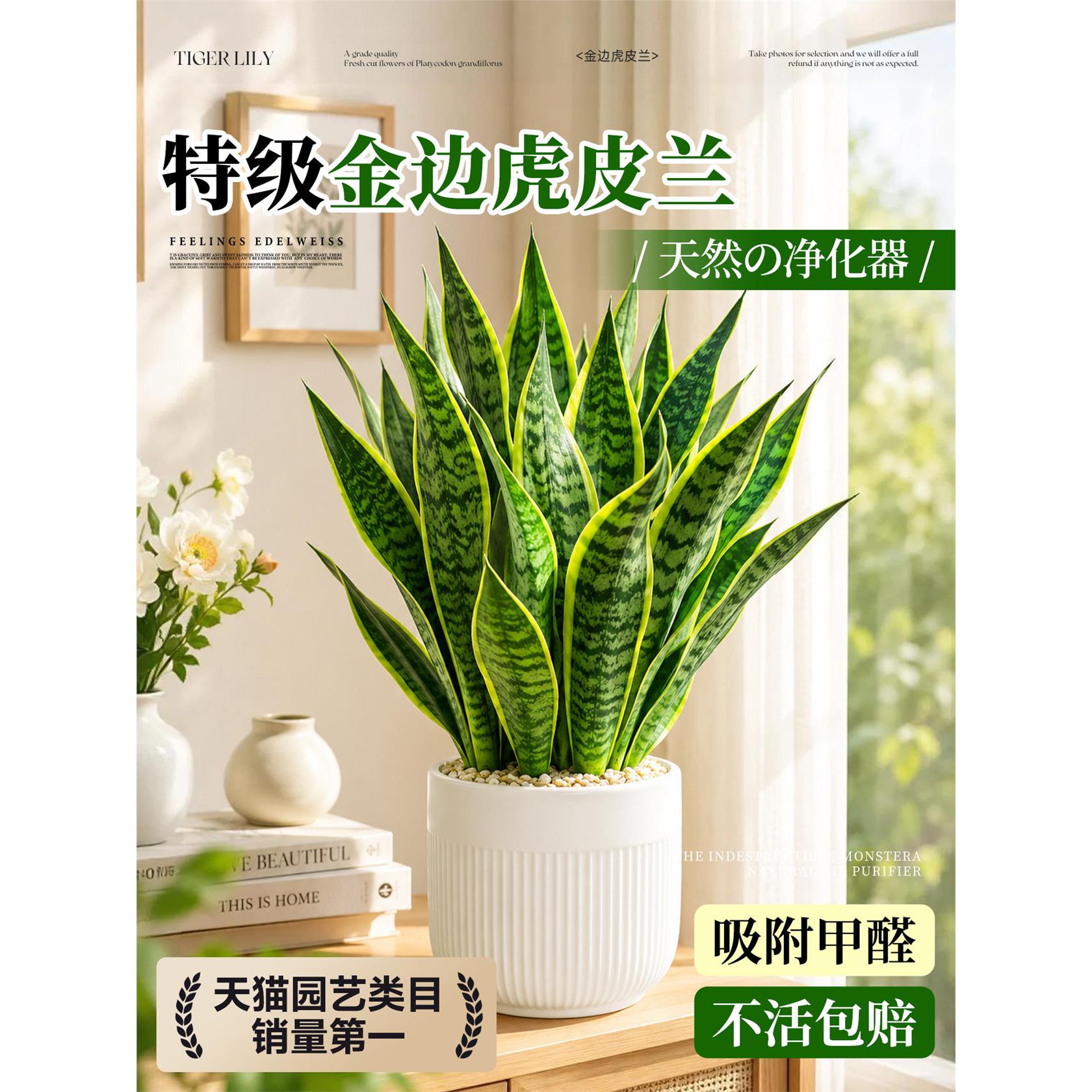 新疆西藏包邮金边虎皮兰