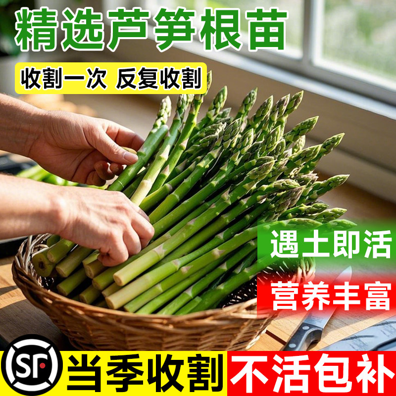 新疆西藏包邮芦笋根苗带
