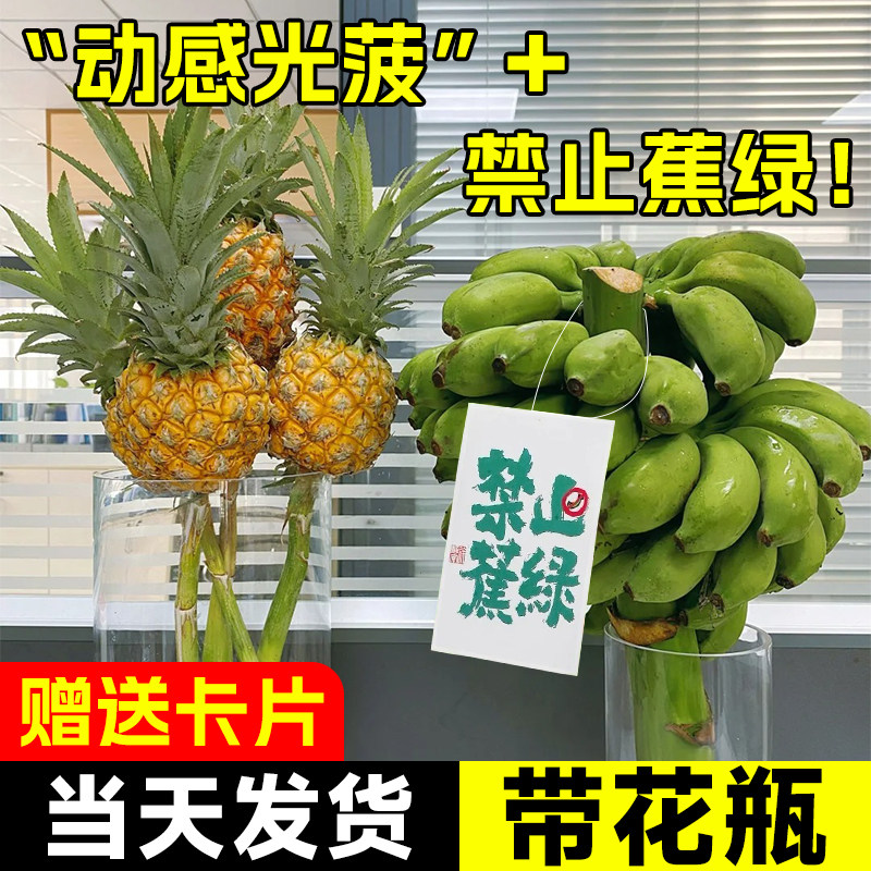 新疆西藏包邮禁止蕉绿香