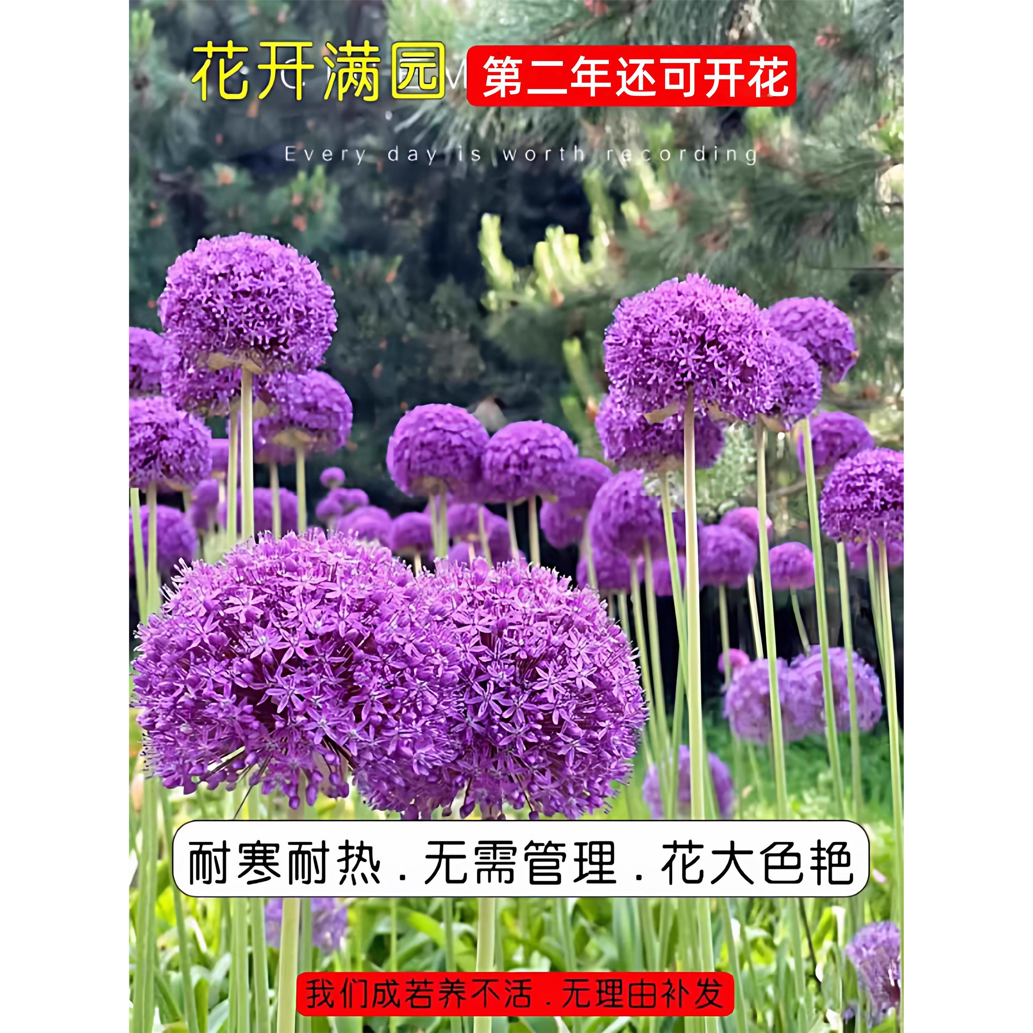 新疆西藏包邮荷兰进口大