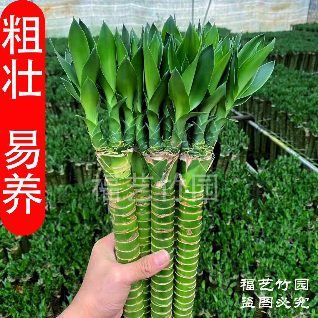 富贵竹水养龙竹多头粗大
