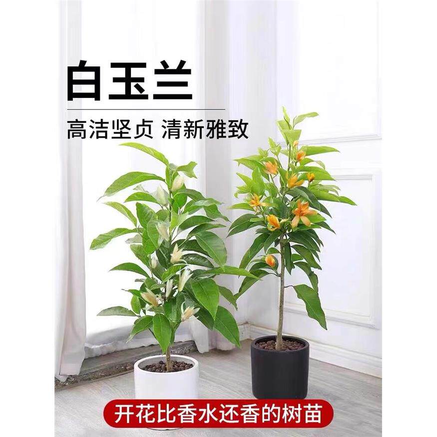 新疆包邮白兰花盆栽老桩
