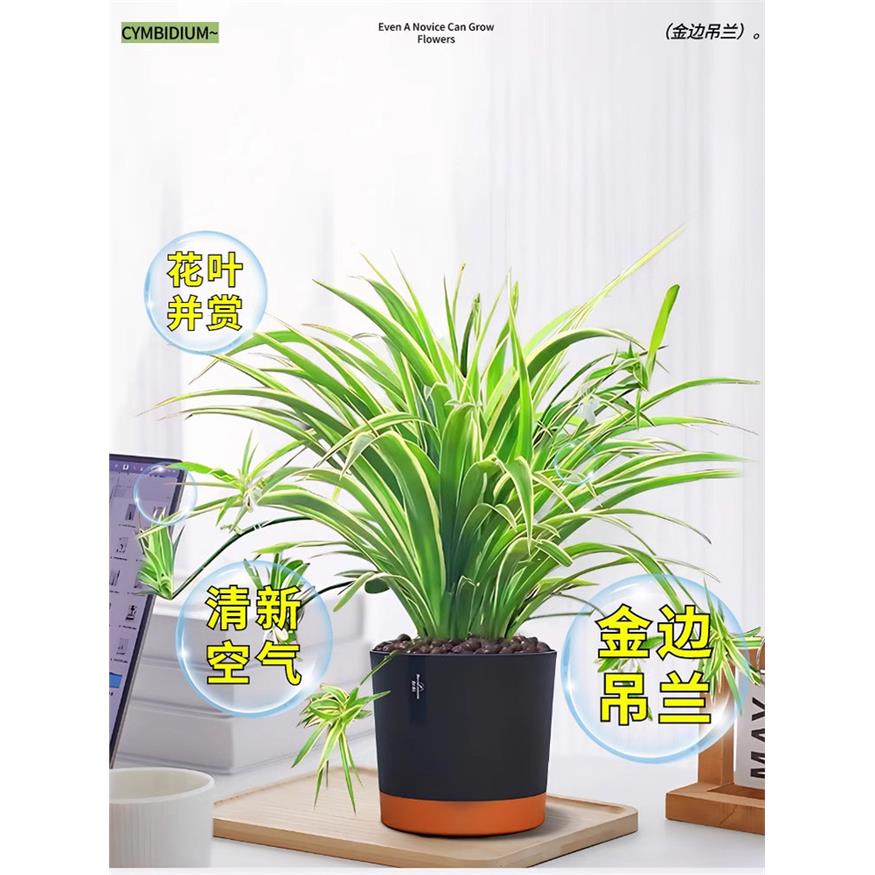 新疆包邮金边吊兰盆栽花