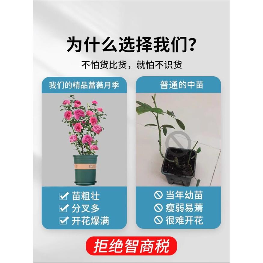 新疆包邮蔷薇花苗藤本月