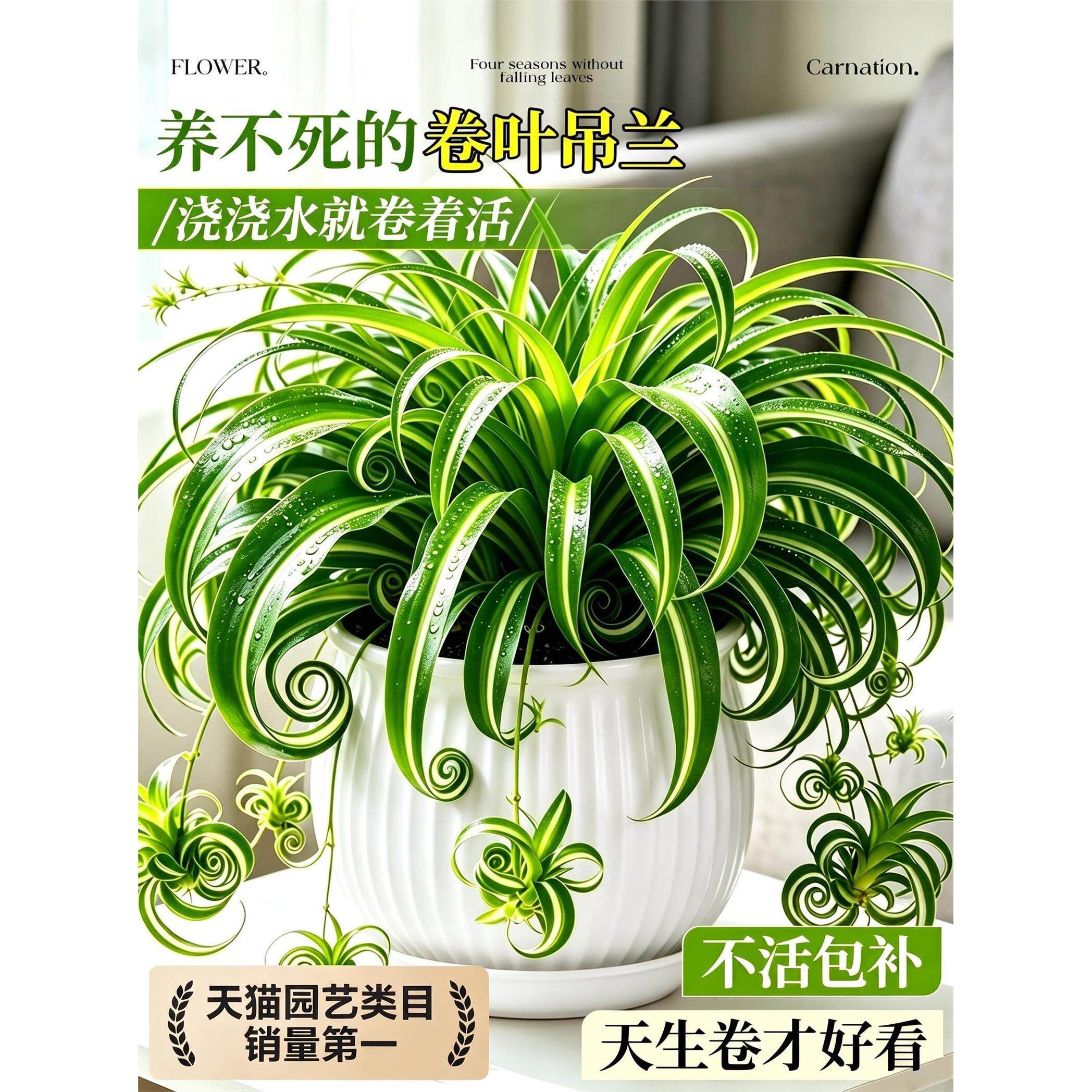 新疆西藏包邮金边卷叶吊