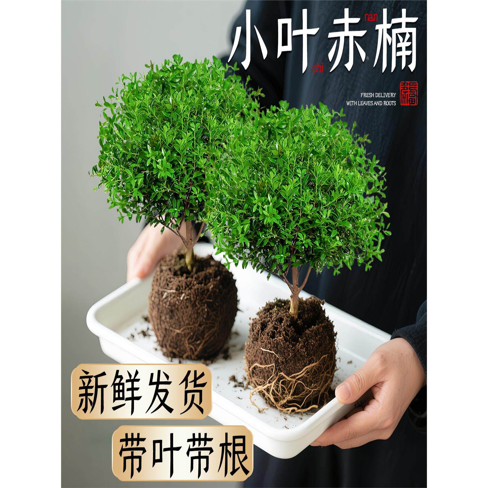 新疆西藏包邮小叶赤楠盆