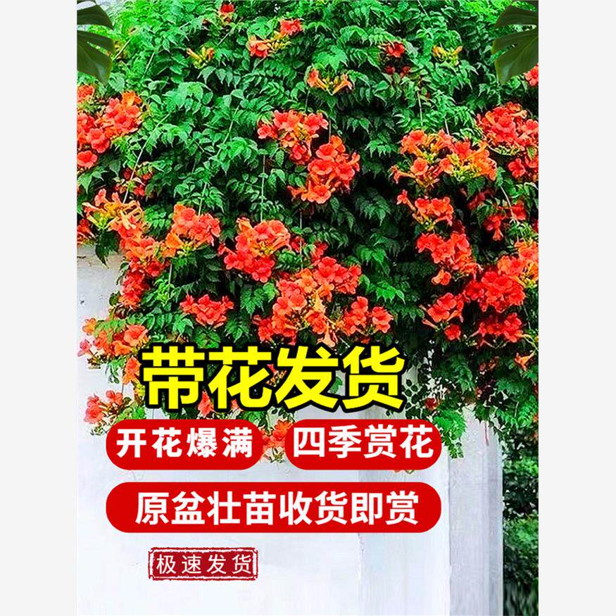新疆包邮凌霄花带花苞炮