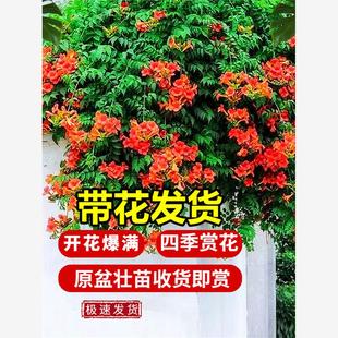 新疆包邮凌霄花带花苞炮仗花爬藤植物盆栽庭院爬墙特大号藤蔓四季