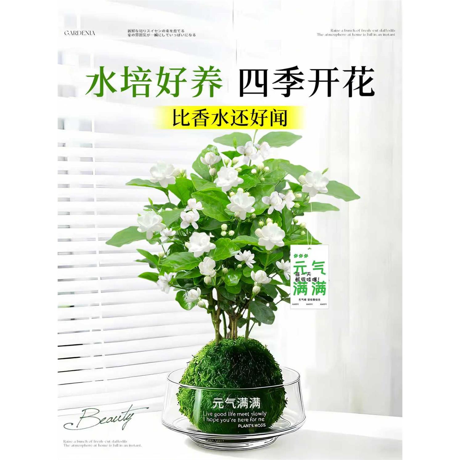 新疆西藏包邮茉莉花盆栽