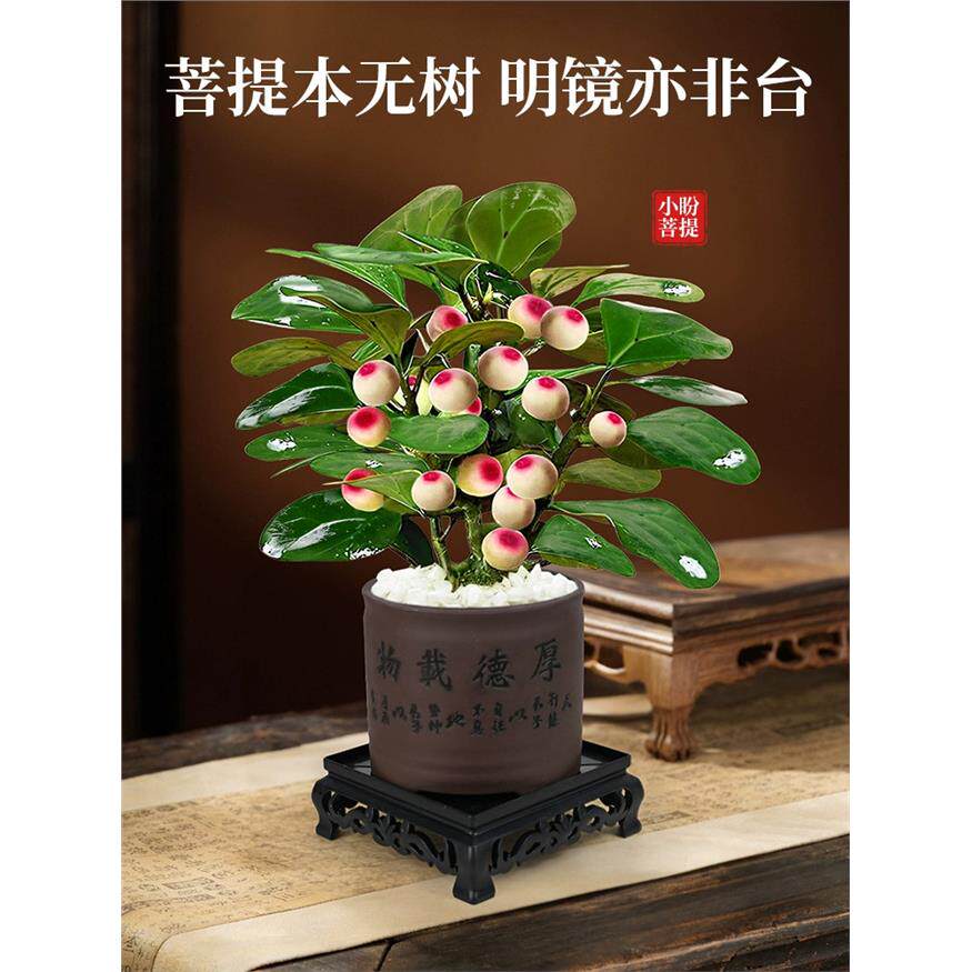 新疆包邮菩提树盆栽小盼