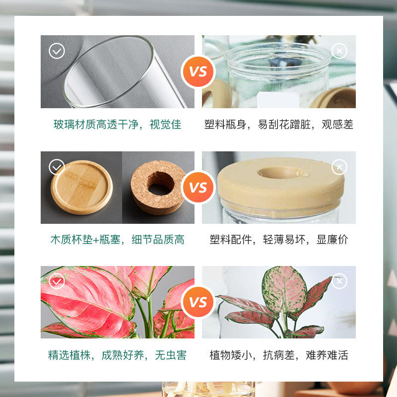 新疆包邮水培植物吉利红