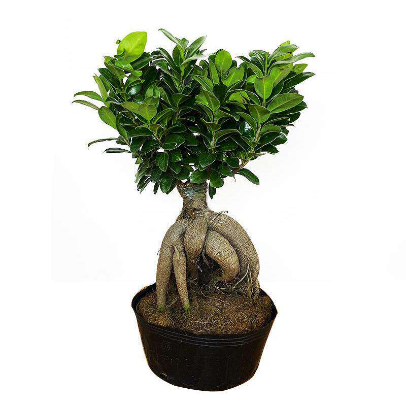 新疆包邮人参榕大小榕树台湾虎皮榕绿植盆栽花卉福建茶盆景办公室