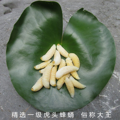 野生一级虎头蜂蛹天然蚂蜂新鲜