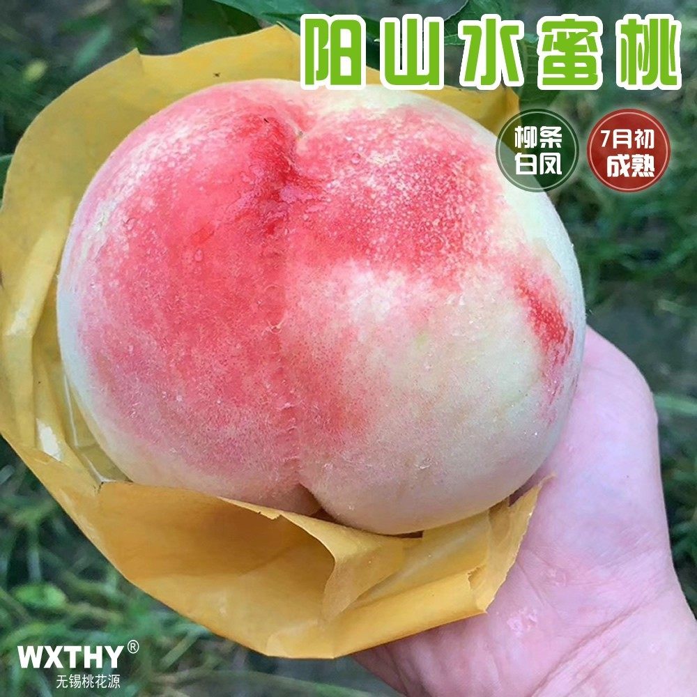柳条白凤 无锡阳山水蜜桃树苗 嫁接桃苗特大果苗当年结果包邮产地,鲜花速递/花卉仿真/绿植园艺,果树,淘宝优惠券,粉丝福利购,淘宝优惠卷