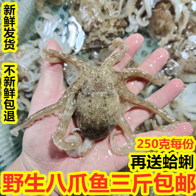 新鲜八爪鱼鲜活小八爪鱼海浦冷冻小章鱼乌贼  八带鱼望潮海鲜水产