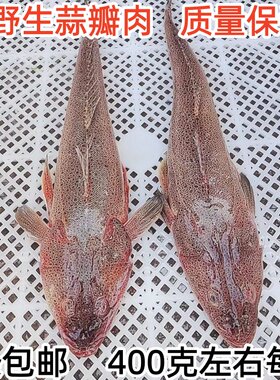 新鲜海鲜鱼类海捕海鱼3条包邮