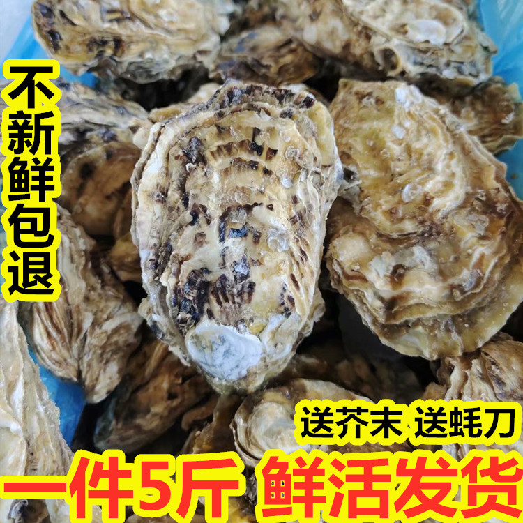 鲜活生蚝新鲜海捕净重乳山大生蚝