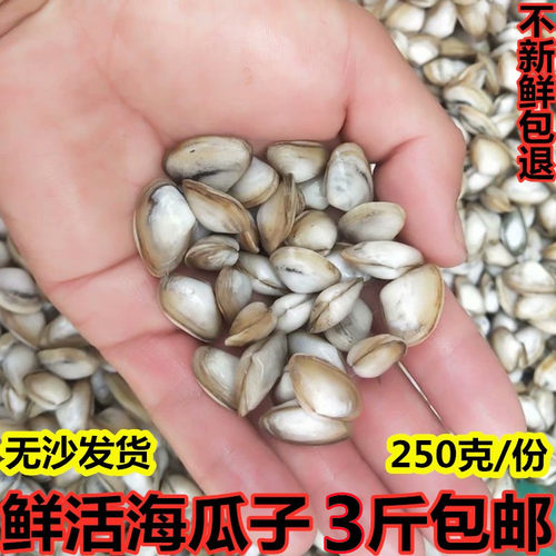 鲜活海瓜子无沙海捕新鲜包邮净重