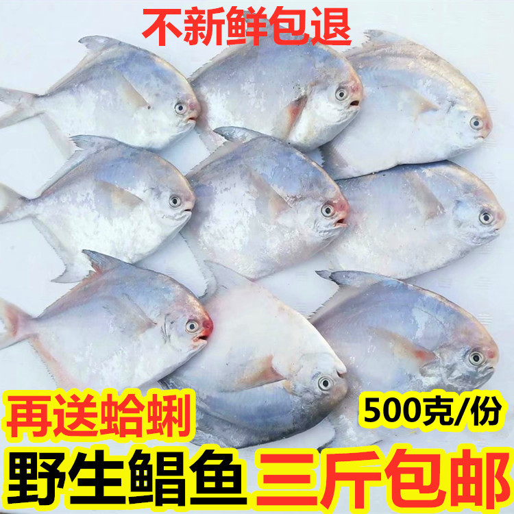 海鲜银鲳鱼新鲜冷冻鲳鱼小鲳鱼白鲳鱼海鲳鱼鲳鳊鱼平鱼海鱼深海鱼