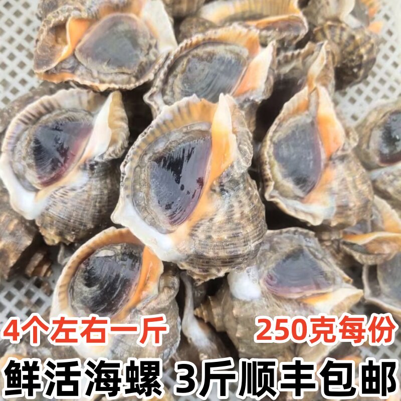 鲜活海螺新鲜海捕无沙3斤包邮