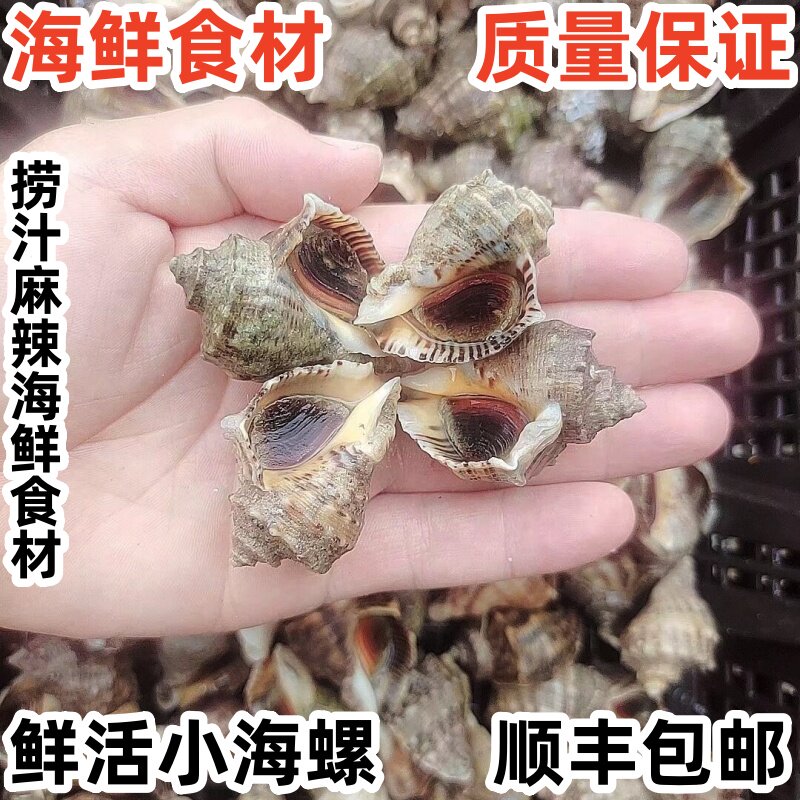 海鲜鲜活小海螺小牙签螺新鲜海捕小海螺捞汁食材水产贝类3斤包邮
