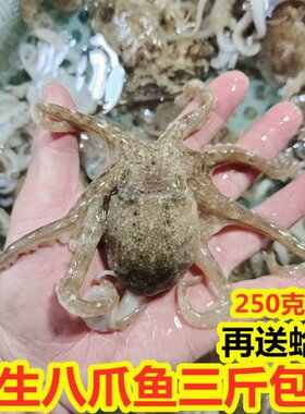 新鲜海鲜鲜活短腿八爪鱼包邮净重