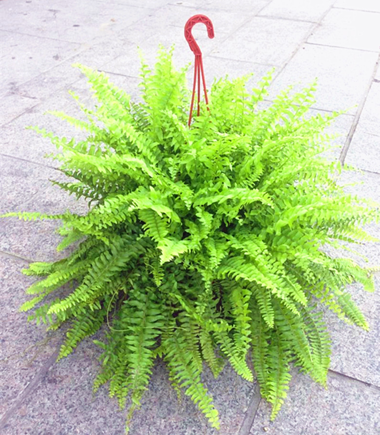蕨类冬青包邮其他波斯顿蕨室内植物净化空气盆栽吸甲醛铁线蕨肾蕨