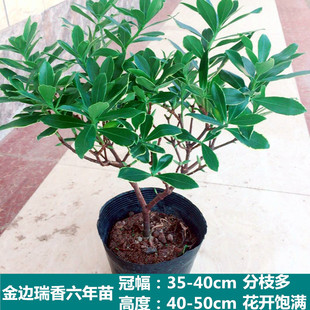 金边瑞香盆栽包邮耐寒盆景绿植花卉瑞香花苗带花苞花期长净化空气